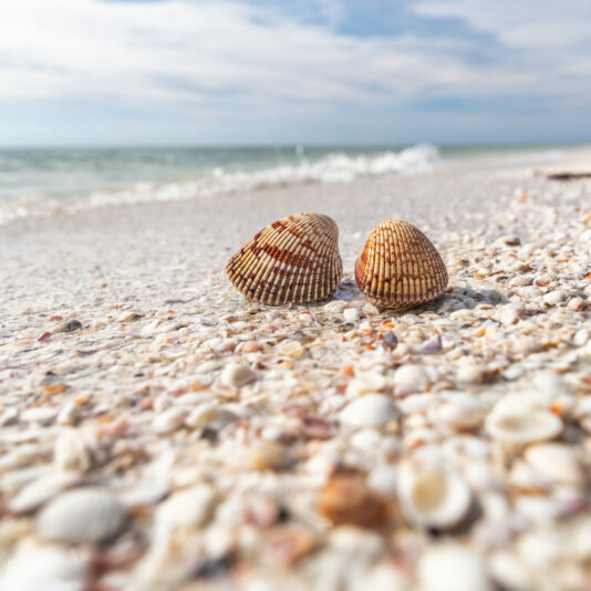 Closeup shot of shells on a beach